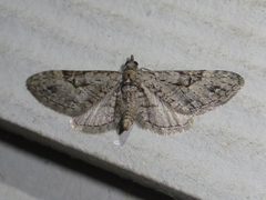 Eupithecia bolterii