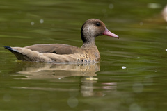 Amazonetta brasiliensis