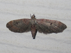 Eupithecia jejunata