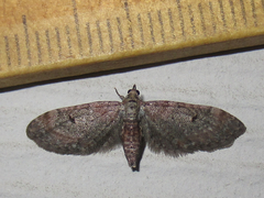Eupithecia jejunata