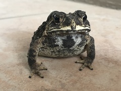 Duttaphrynus melanostictus