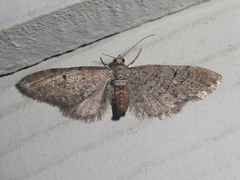 Eupithecia jejunata