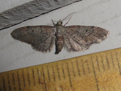 Eupithecia jejunata