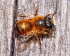 Osmia tricornis
