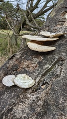 Trametes elegans