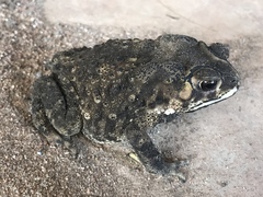Duttaphrynus melanostictus