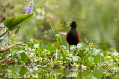 Jacana jacana