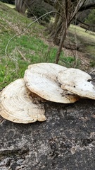 Trametes elegans