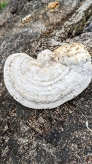 Trametes elegans
