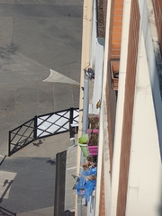 Columba livia domestica