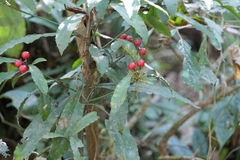 Ardisia macrocarpa