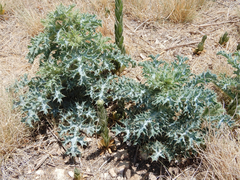 Argemone polyanthemos