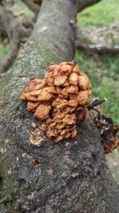 Flammulina velutipes