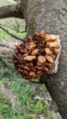 Flammulina velutipes