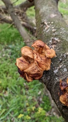 Flammulina velutipes