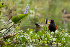 Jacana jacana
