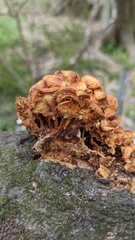 Flammulina velutipes