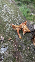 Flammulina velutipes
