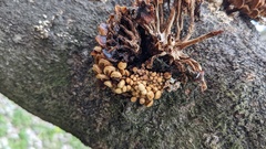 Flammulina velutipes