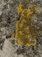Candelariella medians