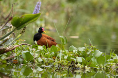 Jacana jacana