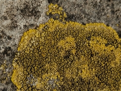 Candelariella medians