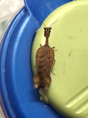 Acanthops parafalcata