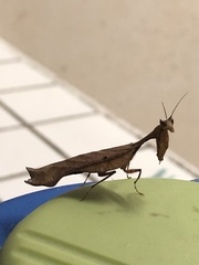 Acanthops parafalcata