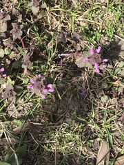 Lamium purpureum