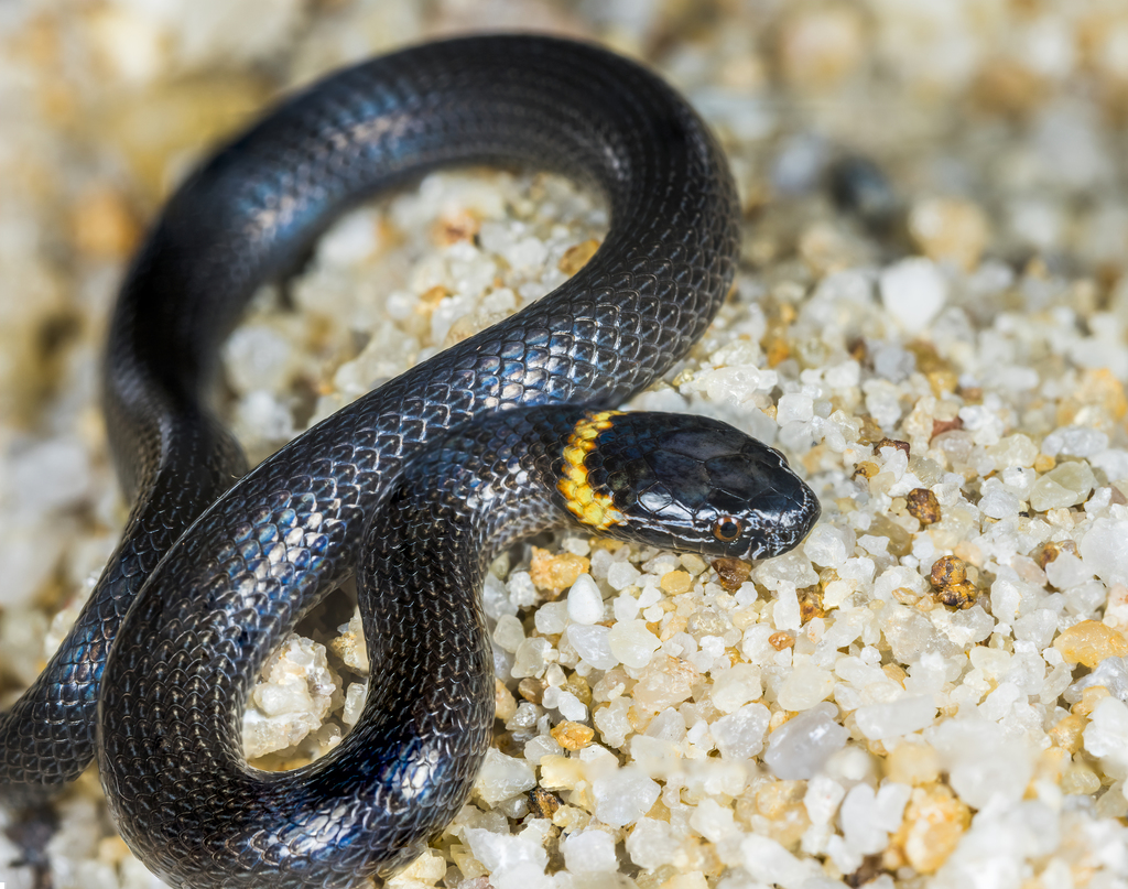 Dwarf Crowned Snake
