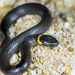 Dwarf Crowned Snake - Photo (c) Norm Farmer, some rights reserved (CC BY-NC), uploaded by Norm Farmer