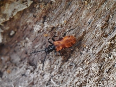 Lemodes atricollis