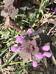 Lamium purpureum