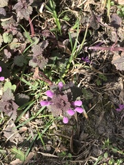 Lamium purpureum