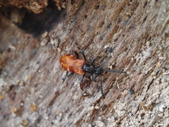Lemodes atricollis