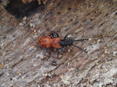 Lemodes atricollis