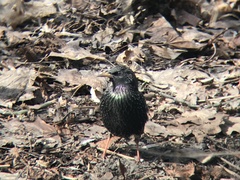 Sturnus vulgaris