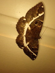 Erebus terminitincta