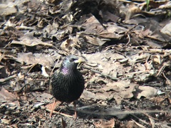 Sturnus vulgaris