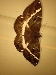 Erebus terminitincta