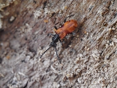 Lemodes atricollis