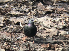 Sturnus vulgaris