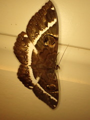 Erebus terminitincta