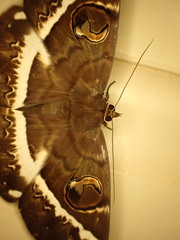 Erebus terminitincta