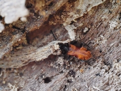 Lemodes atricollis