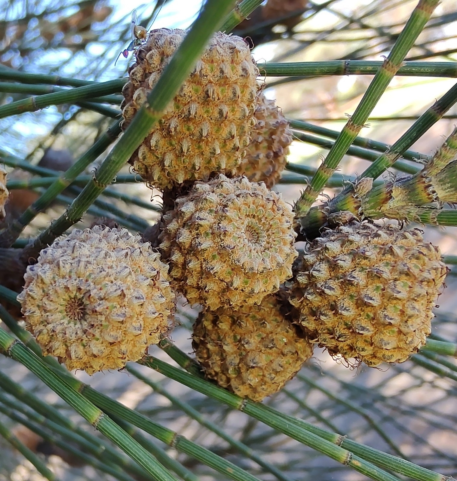 Sheoaks (Family Casuarinaceae) · iNaturalist