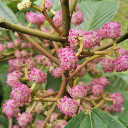 Poikilospermum lanceolatum