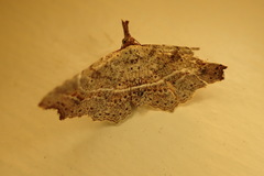 Philogethes metableta