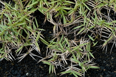 Zoysia matrella
