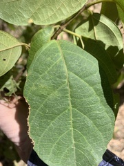 Cordia dichotoma
